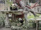 Osos panda en el Zoo Aquarium de Madrid.