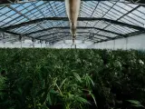 Plantación de Cannabis.