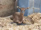 Cría de gacela nacida en el Zoo de Barcelona.
