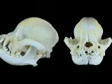 Cr&aacute;neo de un perro braquic&eacute;falo que se encuentra en la colecci&oacute;n de osteolog&iacute;a animal de la Universidad de Bruselas.