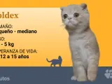 El foldex admite todos los colores posibles en la genética felina.