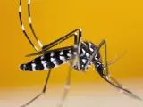 TMosquito tigre, una de las especies que transmite el dengue.