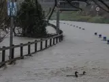 Una pareja de patos lucha contra la corriente en una carretera inundada por el río en País Vasco.