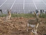Varios conejos, junto a un parque solar.