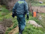 Animal muerto en una explotación ganadera de Uceda (Guadalajara) por falta de cuidado.