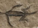 Tridentinosaurus antiquus fue descubierto en los Alpes italianos en 1931 y se pensaba que era un espécimen importante para comprender la evolución temprana de los reptiles.