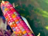 Sí, es una mazorca de maíz de verdad, aunque no lo parezca por sus llamativos colores. Se trata de una variedad conocida como Glass Gem que se empezó a cultivar en Estados Unidos. (Foto: Reddit / Gainsborough-Smythe).