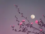 La primavera de marzo en una noche de luna llena.