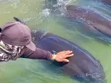 Más de 200 delfines quedan varados en El Falcón, Venezuela.