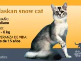Se desconoce la situaci&oacute;n actual del Alaskan snow cat, pese a que a&uacute;n quedan algunos criadores en activo en Estados Unidos.