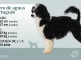 El estándar del perro de aguas portugués admite dos cortes de pelo, pero el corte de león, como en la imagen, es el más representativo.