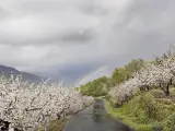 Cerezos en flor en el Valle del Jerte.