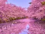 Espectacular imagen floral del parque Hirosaki.