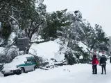 Un vehículo aplastado por un árbol durante la gran nevada provocada por la borrasca ‘Filomena’ en Madrid.