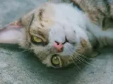 Un gato tumbado