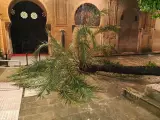 Una de las palmeras caídas en el Patio de los Naranjos de la Mezquita-Catedral de Córdoba.