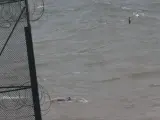 Migrantes entran en Ceuta a nado.