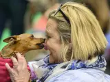 Un chihuahua lame la cara a una mujer durante una exposición canina en Birmingham, Inglaterra.