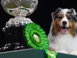 Viking, el ganador del grupo de perros pastores, también se alzó con el título Best in Show sobre casi 20.000 competidores de 50 países.