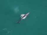 Los científicos del Acuario de Nueva Inglaterra avistaron la semana pasada una rara ballena gris en el Océano Atlántico.