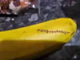 El plátano con la cicatriz.
