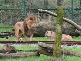 Imagen de los leones antes del incidente.