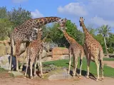 La jirafa Julio junto a las hembras del grupo reproductor de Bioparc.