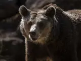 Un oso pardo, en una imagen de archivo.