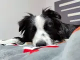 Un perro durmiendo en una cama.