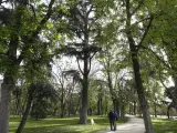 &Aacute;rboles en el parque de El Retiro (Madrid).