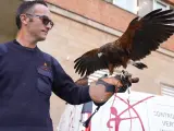 Uno de los halcones que se utilizarán para disuadir a las palomas del barrio de Les Corts.