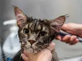 Si un gato no está acostumbrado al baño desde edad temprana puede ser más aconsejable acudir a un profesional en peluquería felina.