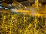 Una de las plantaciones de marihuana que los Mossos investigan.