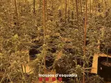 Una plantación de marihuana en una casa de la urbanización de la Goba de Vidreres.