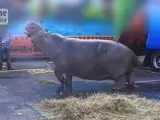 Imagen del hipopótamo cautivo del circo Muller.