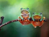 Dos ranas en una imagen de archivo.