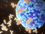 Anticuerpos luchan contra una virus de la gripe.