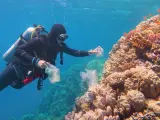 Los arrecifes de coral, sometidos a una intensa presión por la actividad humana y el cambio climático, encuentran un rayo de esperanza en un nuevo estudio.
