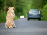 Un perro siendo abandonado en mitad de una carretera