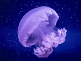 Ejemplar de medusa gigante del Mediterráneo.