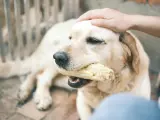 La forma en la que los perros realizan esos mordiscos suaves y rápidos recuerdan a la manera en la que comemos una mazorca de maíz asada.