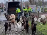 Un equipo de cabras limpia un tramo de la prueba ciclista París - Roubaix.