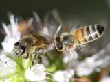 Las abejas utilizan una amplia gama de comunicación entre sí para transmitirse información.