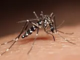 Un mosquito tigre.
