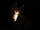 Un perro en la oscuridad.