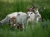 cabras