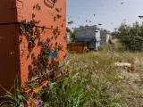 Una familia de abejas de regreso a su colmena.