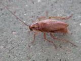 La cucaracha germ&aacute;nica en una imagen de archivo.