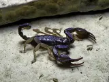 Escorpion