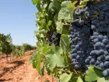 Racimos de uvas de un viñedo de Mallorca, en las Islas Baleares.